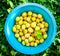 Yellow fresh ripe plums in blue bowl standing on green grass