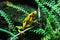Yellow Frog with black dots