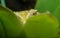 Yellow frog hiding behind a leaf, facing the camera with one eye visible