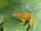 A yellow frog on a taro leaf