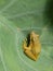 A yellow frog on a taro leaf