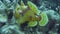 A yellow frogfish or anglerfish is floating underwater