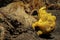 Yellow Frogfish in Lembeh Strait, Indonesia