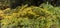Yellow fronds of Common bracken, Pteridium aquilinum