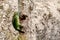 yellow fronted barbet , Psilopogon flavifrons at nest from srilanka