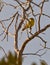 Yellow-fronted Canary