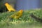 Yellow Fronted Canary Birds