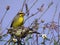 Yellow-fronted Canary (Serinus mozambicus)