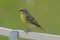 Yellow-fronted Canary standing on the fence