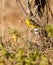 A Yellow -fronted Canary on a twig