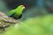 Yellow-fronted parakeet