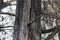 Yellow fronted parrot, Poicephalus flavifrons, in a juniperus tree