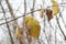 Yellow frosted leaves on a hazel branch on a cold autumn morning