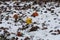 Yellow, frozen apple in snow