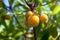 Yellow fruit of the arbutus tree. Strawberry tree berries, close up