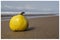 A yellow fruit floating on the beach in Axim