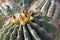 Yellow fruit growing on top of a Emory Barrel Cactus