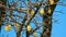 Yellow fruit hanging from a baobab tree