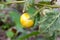 Yellow fruit nightshade