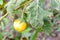 Yellow fruit nightshade