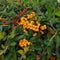 Yellow fruit piracanta Pyracantha coccinea `Soleil d` Or `