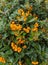 Yellow fruit piracanta Pyracantha coccinea `Soleil d` Or `