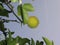 Yellow fruit of Poncirus trifoliata tree