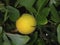 Yellow fruit of Poncirus trifoliata tree