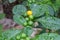 Yellow fruit stand out from green fruits. Rain water drops on tiny fruits/seeds and leaves of Acronychia pedunculata plant.