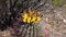 Yellow fruits with cactus seeds in Arizona barrel cactus, fishhook barrel, candy barrel, compass barrel Ferocactus wislizeni