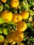 Yellow fruits of japanese quince garland on branches of a bush