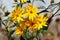 Yellow fully open blooming flowers of Jerusalem artichoke or Helianthus tuberosus herbaceous perennial sunflower plants surrounded