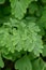 Yellow fumitory corydalis Pseudofumaria lutea, fern-like, fresh green, divided leaves