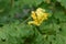 Yellow fumitory corydalis Pseudofumaria lutea, fern-like leaves and yellow flowers