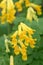 Yellow fumitory corydalis Pseudofumaria lutea, spurred golden yellow flowers