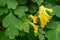 Yellow fumitory corydalis Pseudofumaria lutea, yellow, tubular flowers