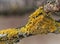 Yellow funghi on a tree close-up