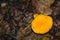 A Yellow Fungi Growing on the Forest Floor