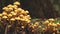 Yellow fungi growing in the tasmanian tarkine rain forest