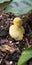 Yellow fungi in woods