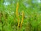 Yellow Fungus On A Green Grassy Background