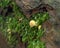 Yellow Fungus with Moss on Fallen Tree