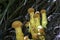 Yellow fungus seen in remnants of Atlantic Forest