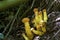 Yellow fungus seen in remnants of Atlantic Forest