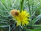 Yellow furry beetle sits on a yellow flower in a green meadow