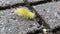 Yellow furry caterpillar