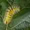 Yellow furry caterpillar curved on leaf