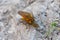 Yellow furry dung flies one on top of the other for breeding offspring