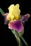 Yellow and Fuschia Bearded Iris on Black