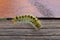 Yellow fuzzy caterpillar moving around a deck railing